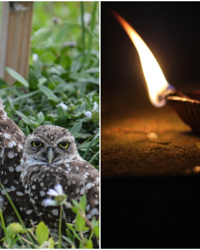 Why Thousands of Owls Are Killed in Black Magic Practices This Time of the Year Why Thousands of Owls Are Killed in Black Magic Practices This Time of the Year
