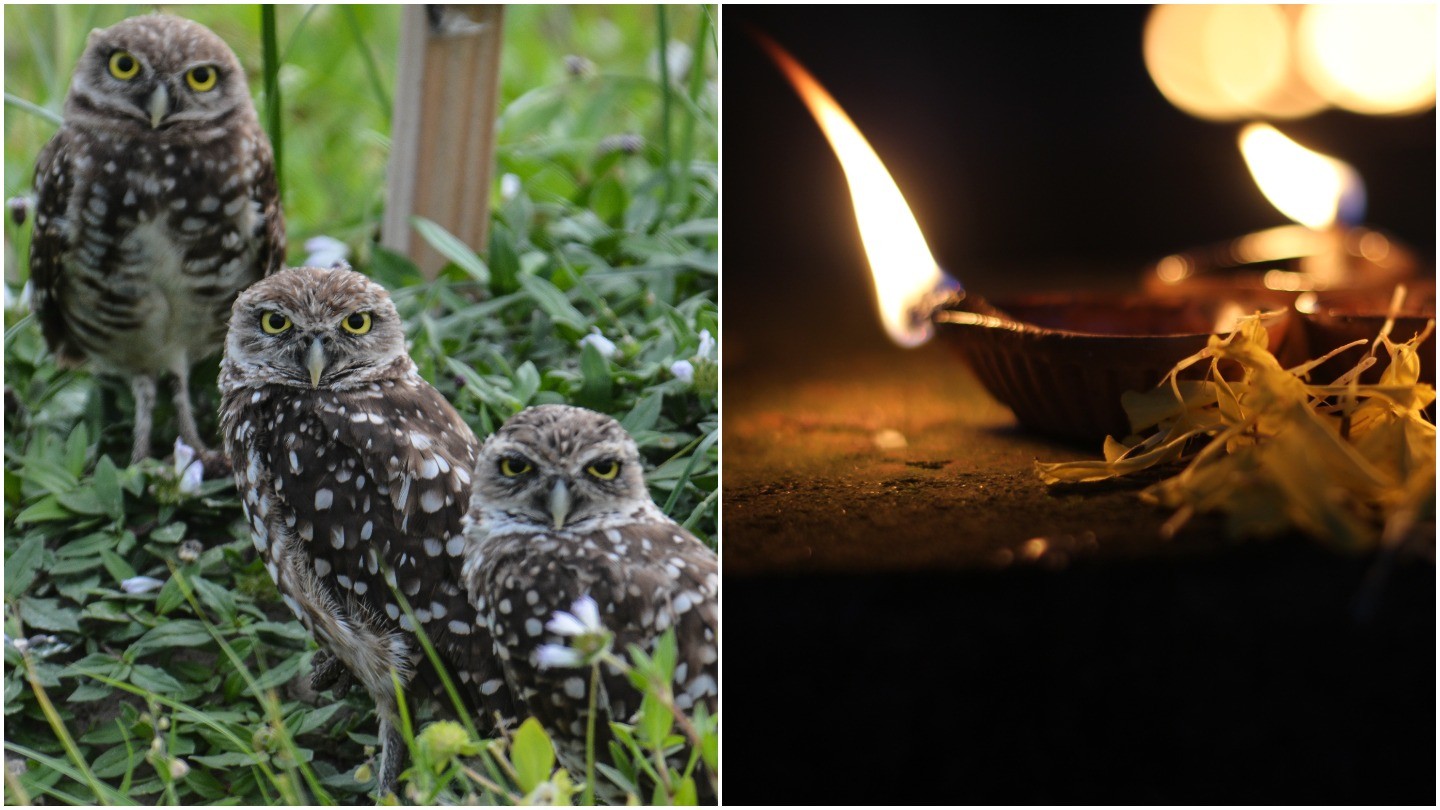 Why Thousands of Owls Are Killed in Black Magic Practices This Time of the  Year