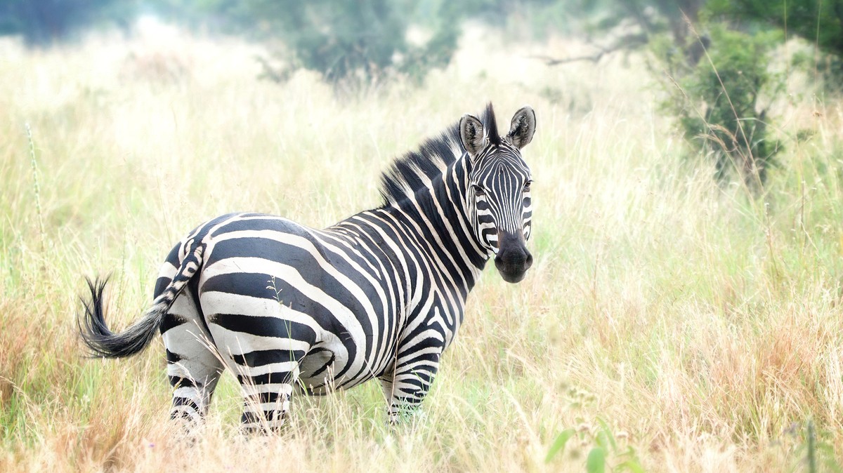 Is the World Ready for [Checks Notes] Cruelty-Free Zebra Meat?