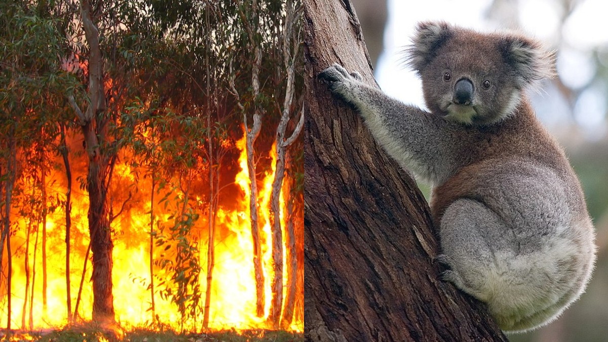 Hundreds of Koalas Feared Burned Alive in Eastern Australian Bushfires VICE