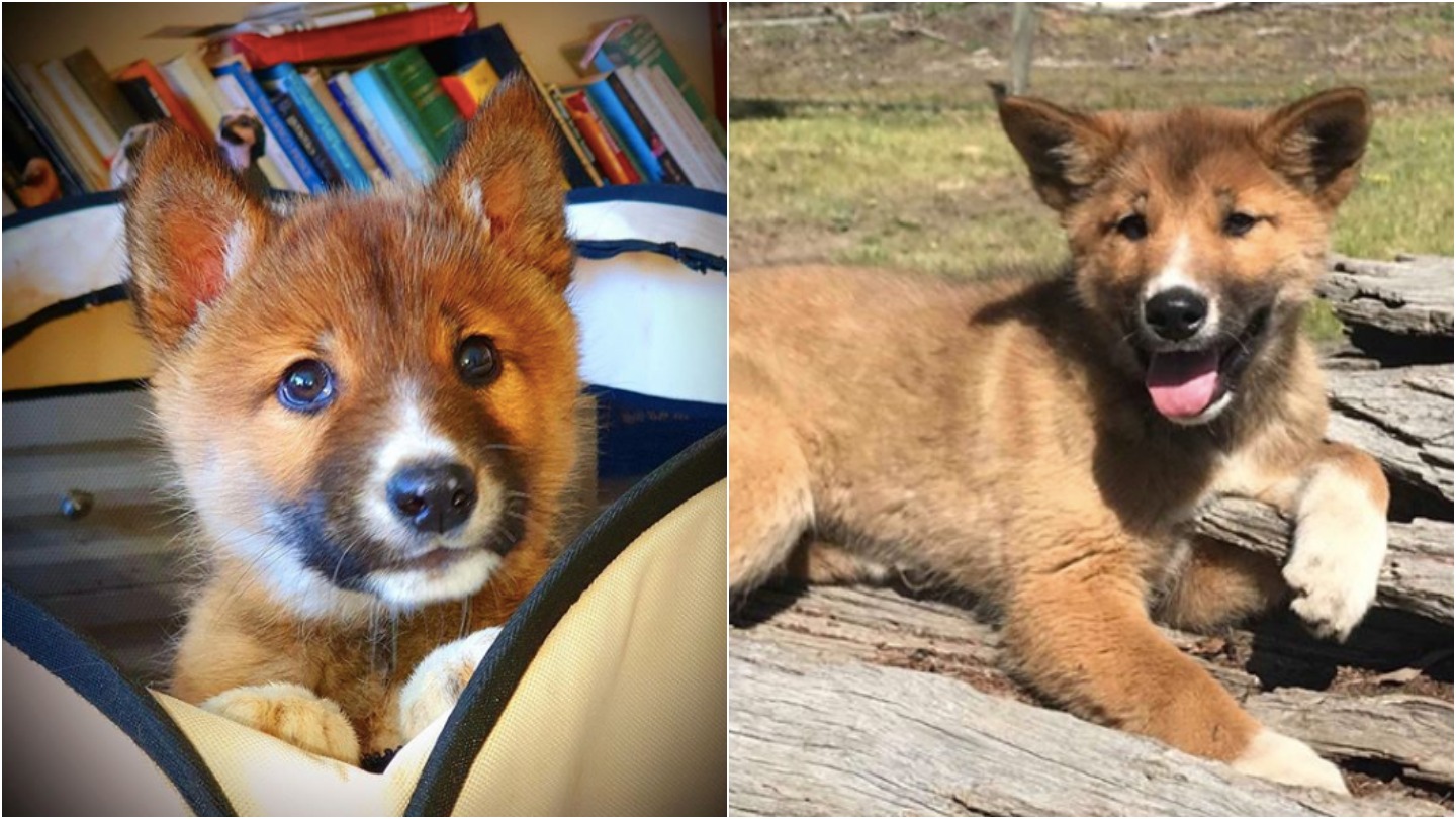 Endangered dingo believed to be dropped by eagle into backyard