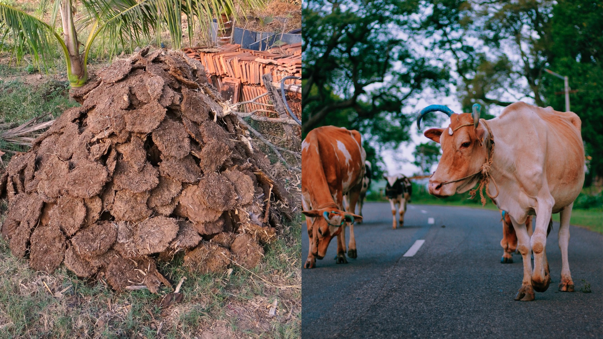 Cow Dung From India Is Selling Like Hot Cakes In The Us Vice
