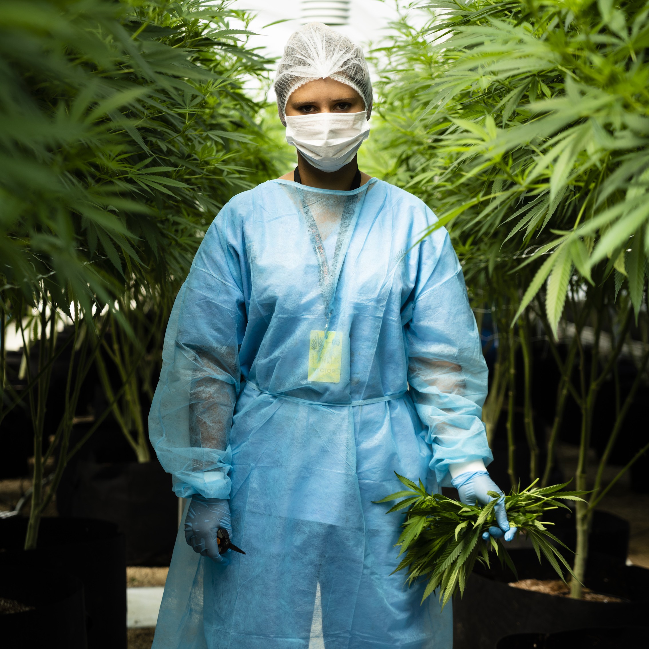 世界初の大麻合法国家 ウルグアイにみる 大麻合法化の未来 世界初の大麻合法国家 ウルグアイにみる 大麻合法化の未来