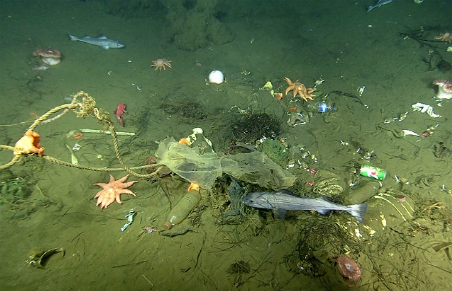 Descubren cráteres en el fondo del mar que fueron formados por basura