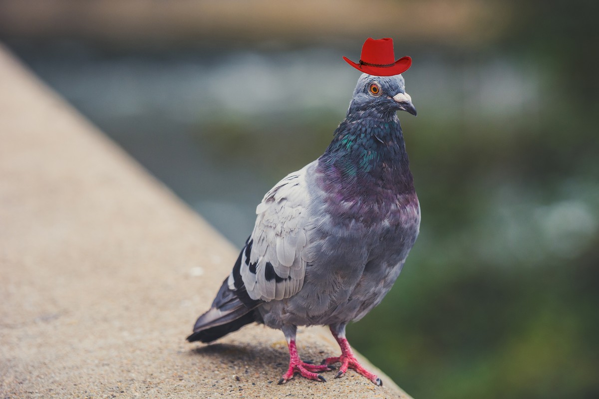 cowboy hats pigeons hat pigeon bunch vice