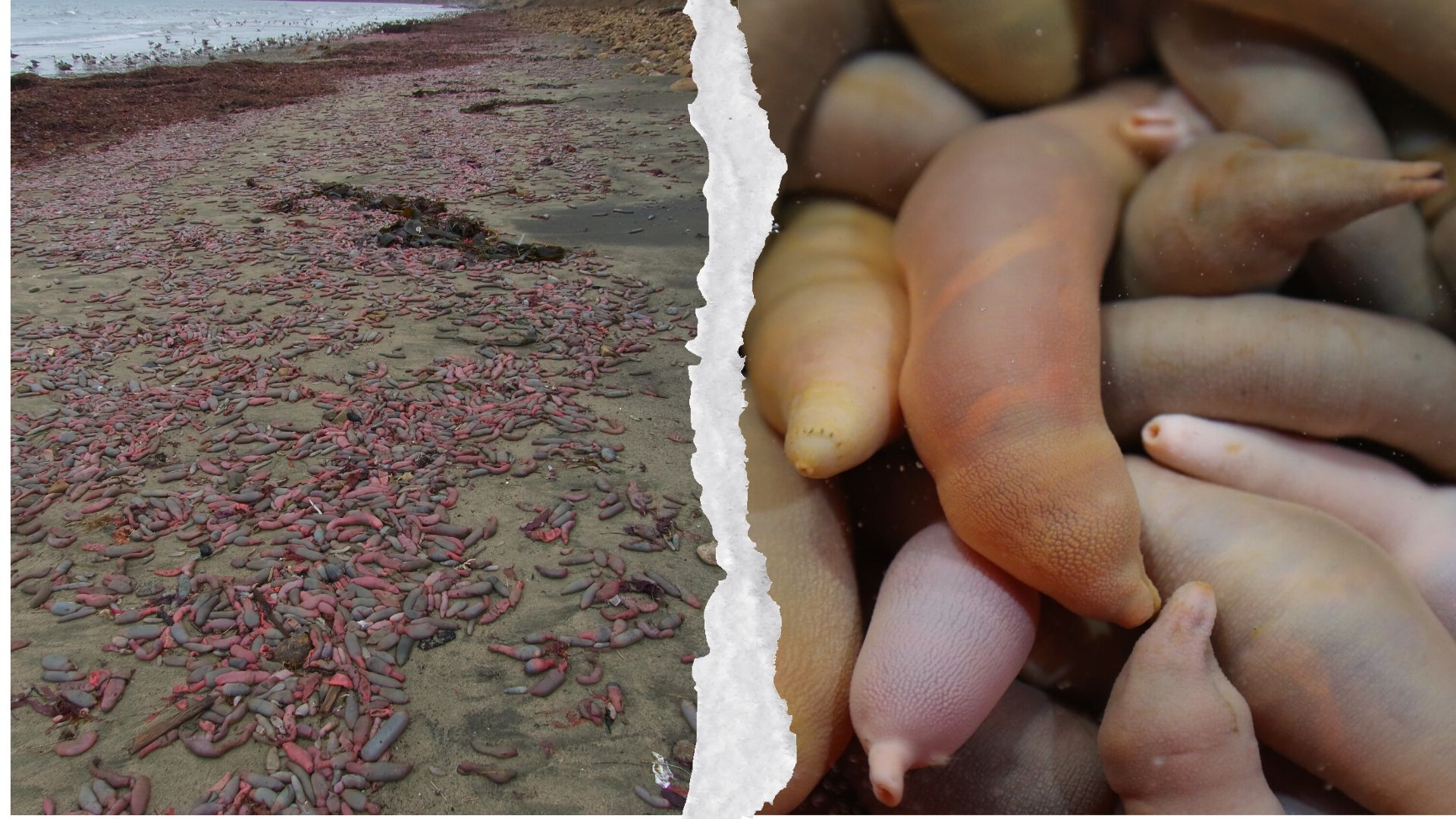 Thousands of 'Penis Fish' Washed Up on a California Beach: 'It Went on for Two Miles'
