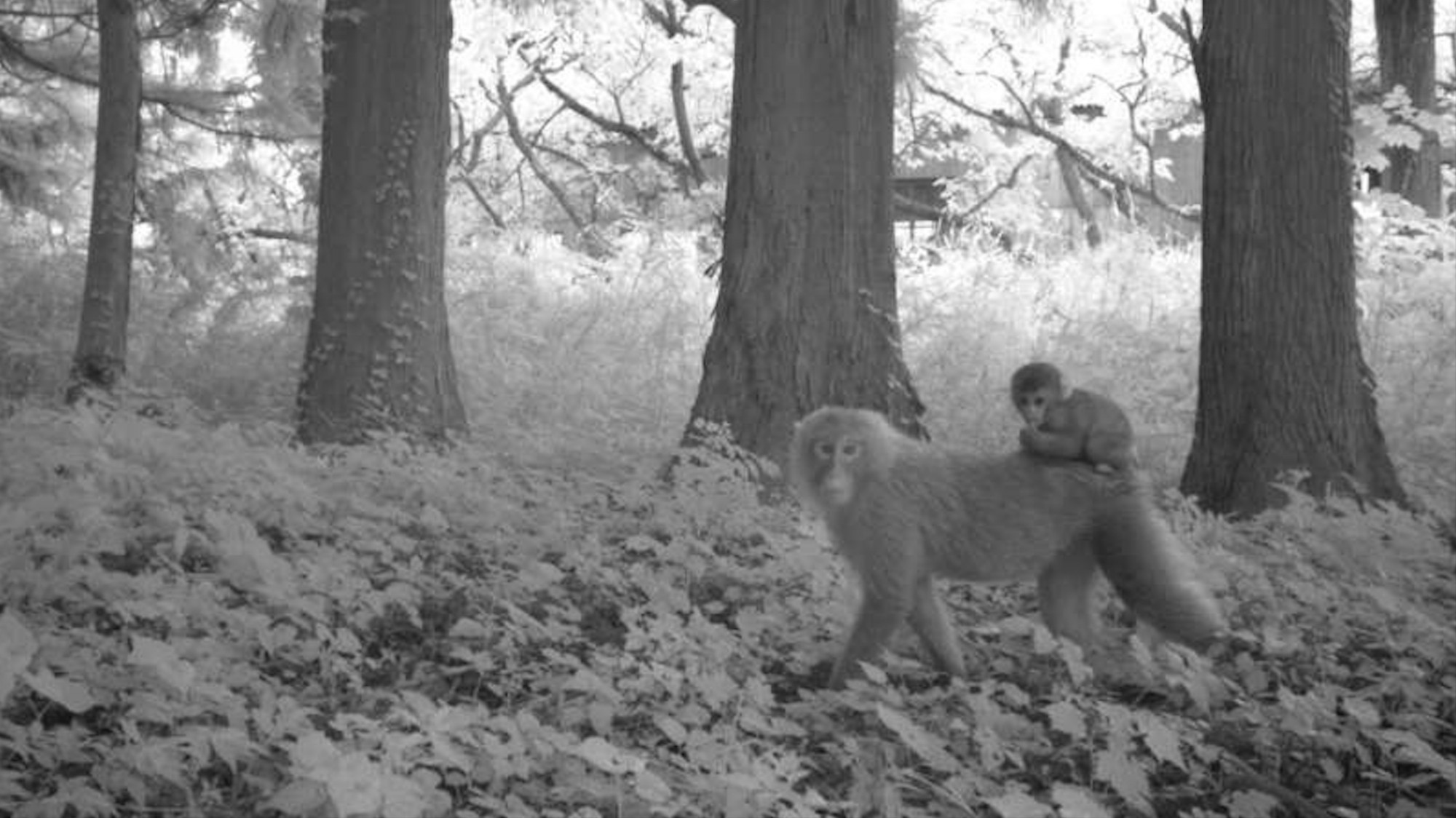 Animals Thrive In Areas Evacuated By Humans After Fukushima