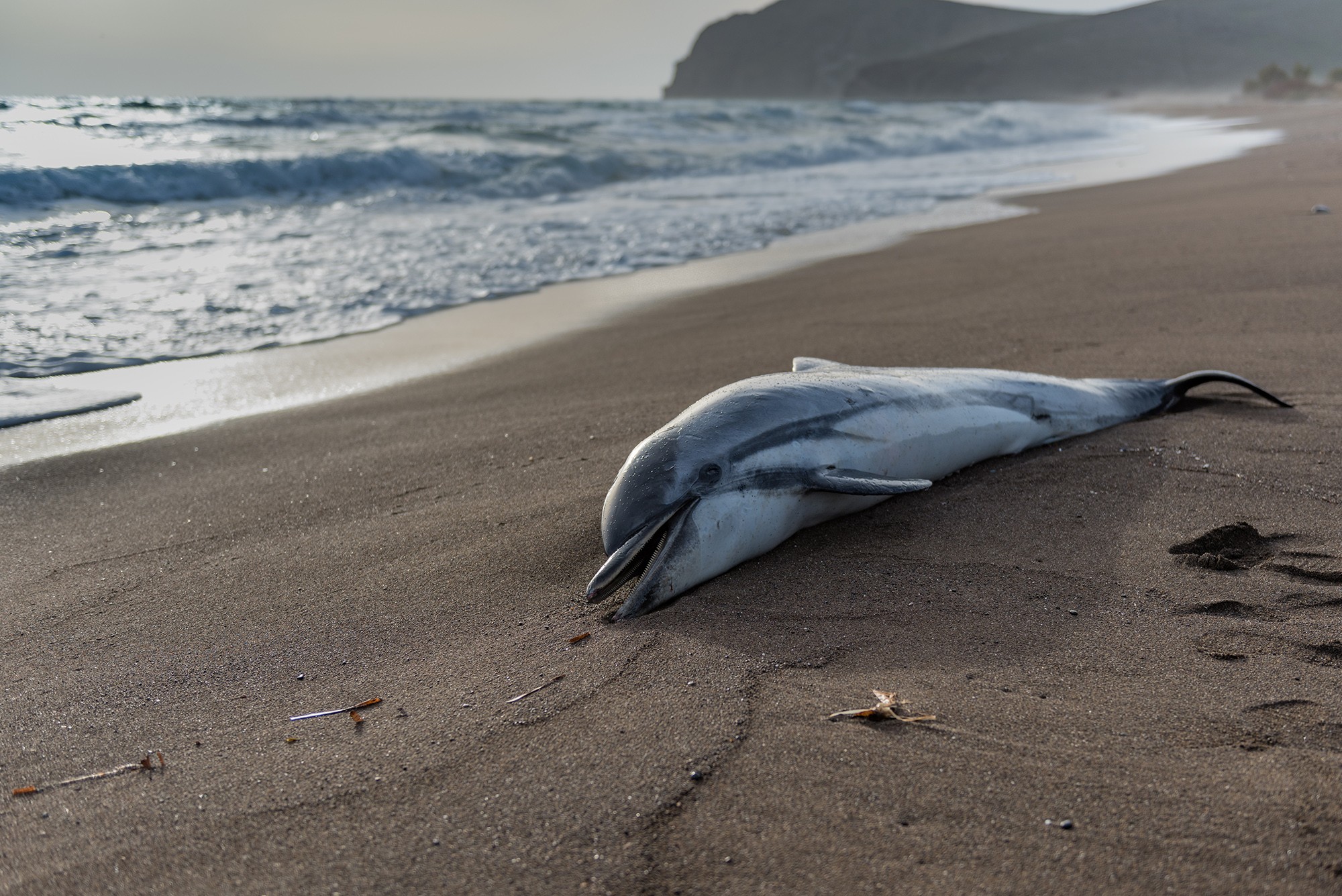 Download Naked And Afraid Star Investigated After Eating Dead Baby Dolphin On California Beach