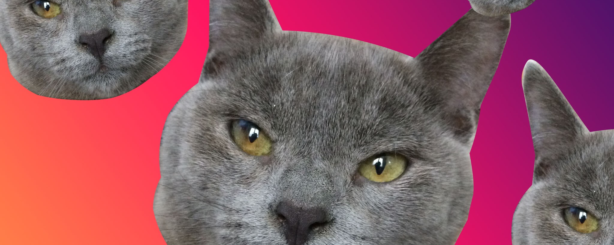 Dois Je Creer Un Compte Instagram A Mon Chat Pour Reussir Ma Vie Dois Je Creer Un Compte Instagram A Mon Chat Pour Reussir Ma Vie