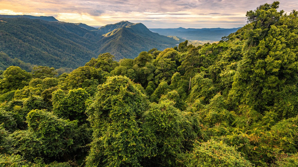 australia-s-ancient-forests-survived-planetary-extinction-now-they-re