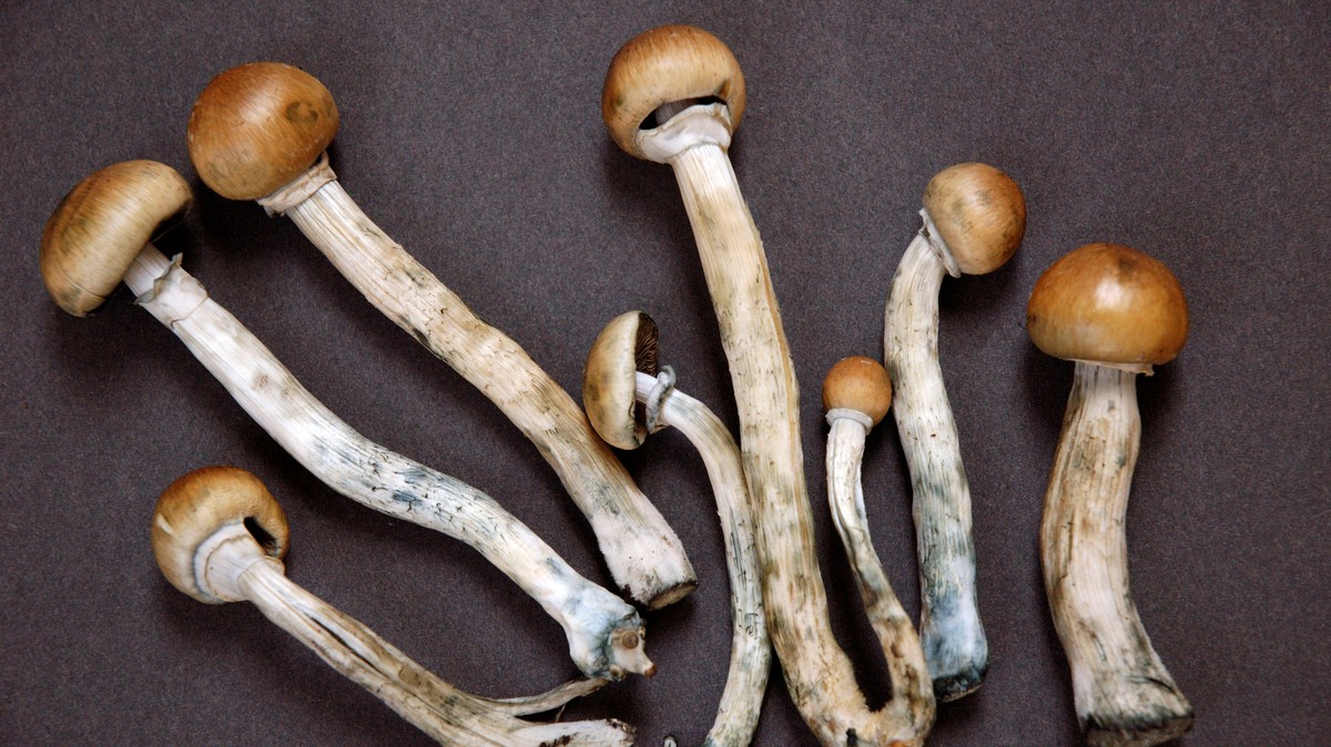 Santa Cruz Is Decriminalizing Magic Mushrooms 8655