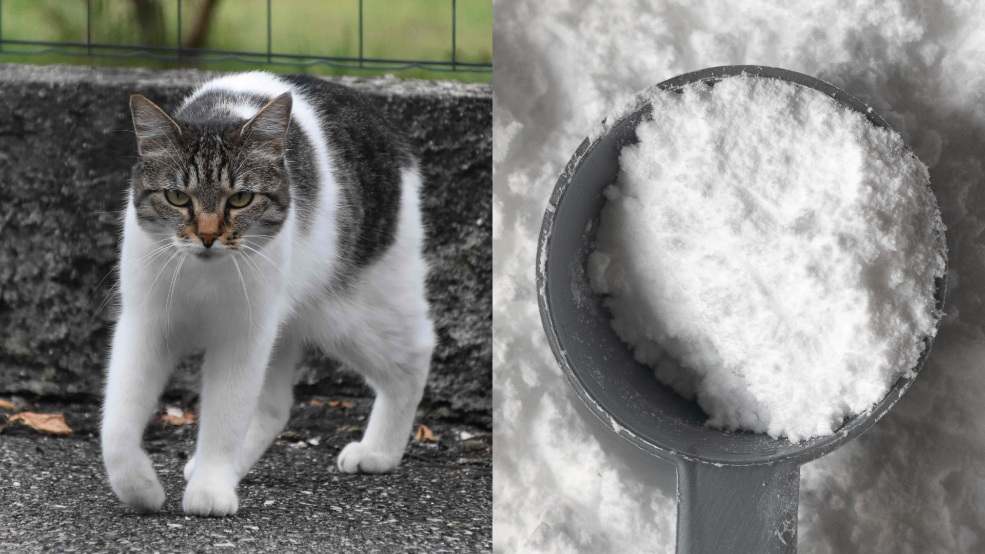 Drug Smuggling Cat Escapes HighSecurity Prison in Sri Lanka