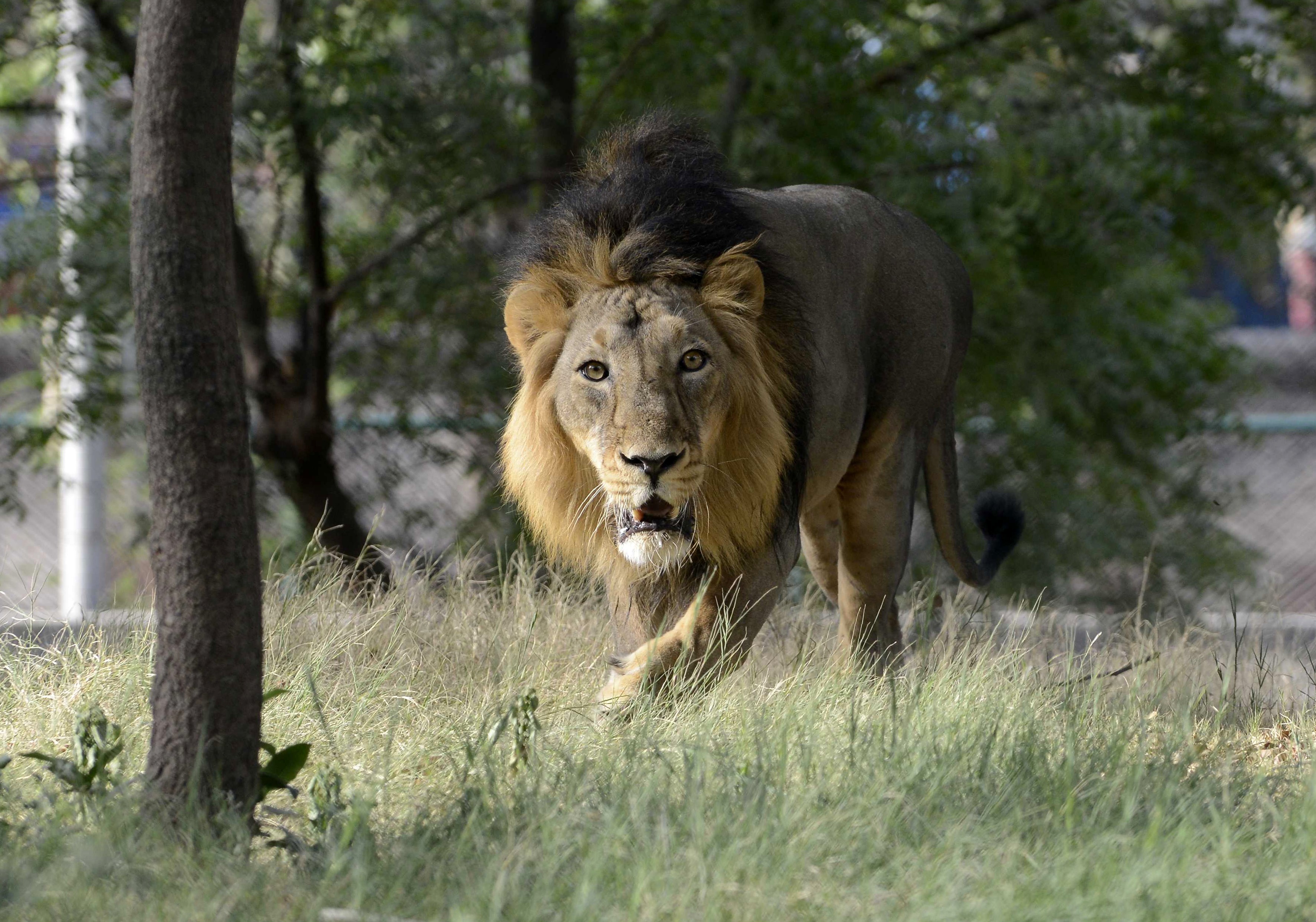 Lions of Gujarat  Pride and politics - India Today