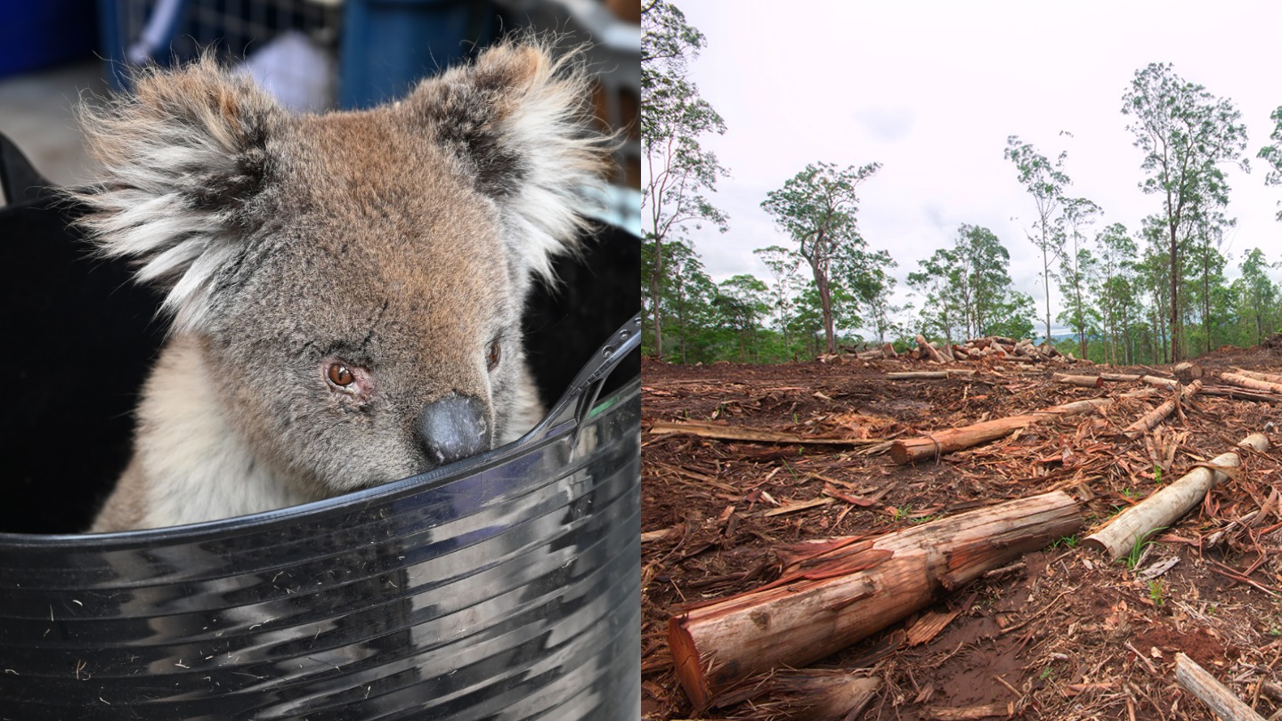 Koala Habitats that Survived Australia’s Bushfires are Now Being Logged