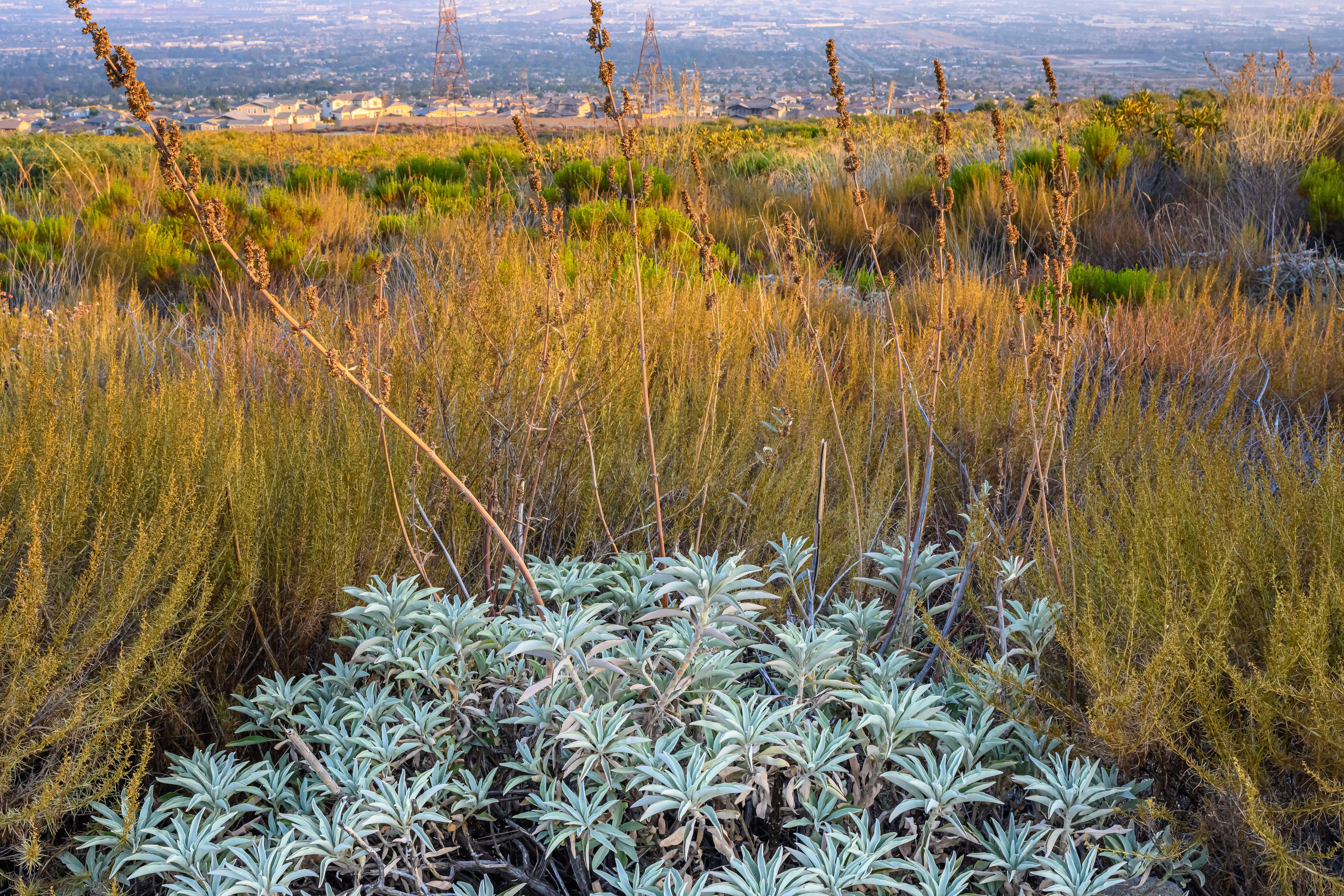 Featured image of post Simple Way to Indian White Sage Plant