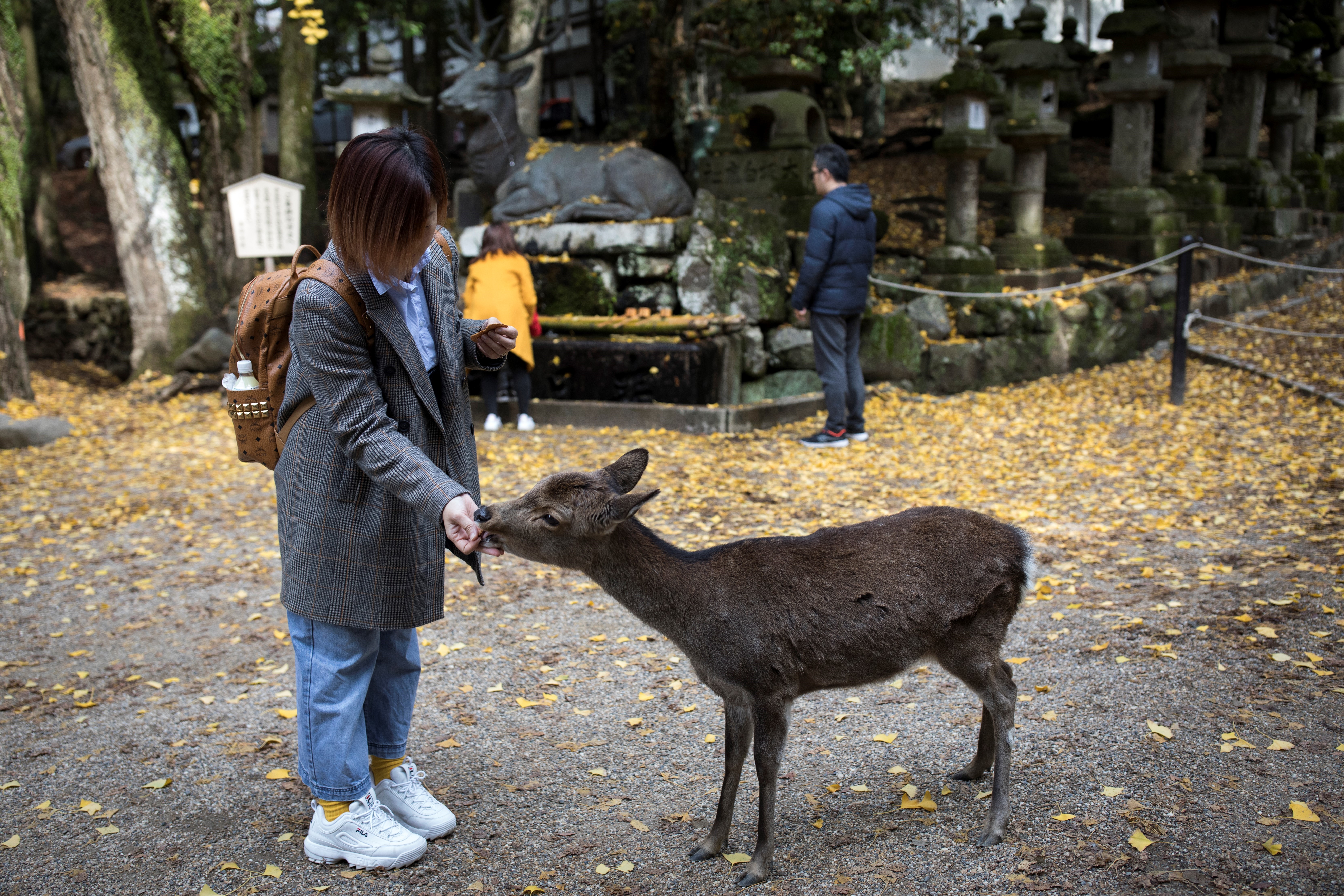 The Iconic Deer In Japan’s Nara Park Are Slowly Disappearing