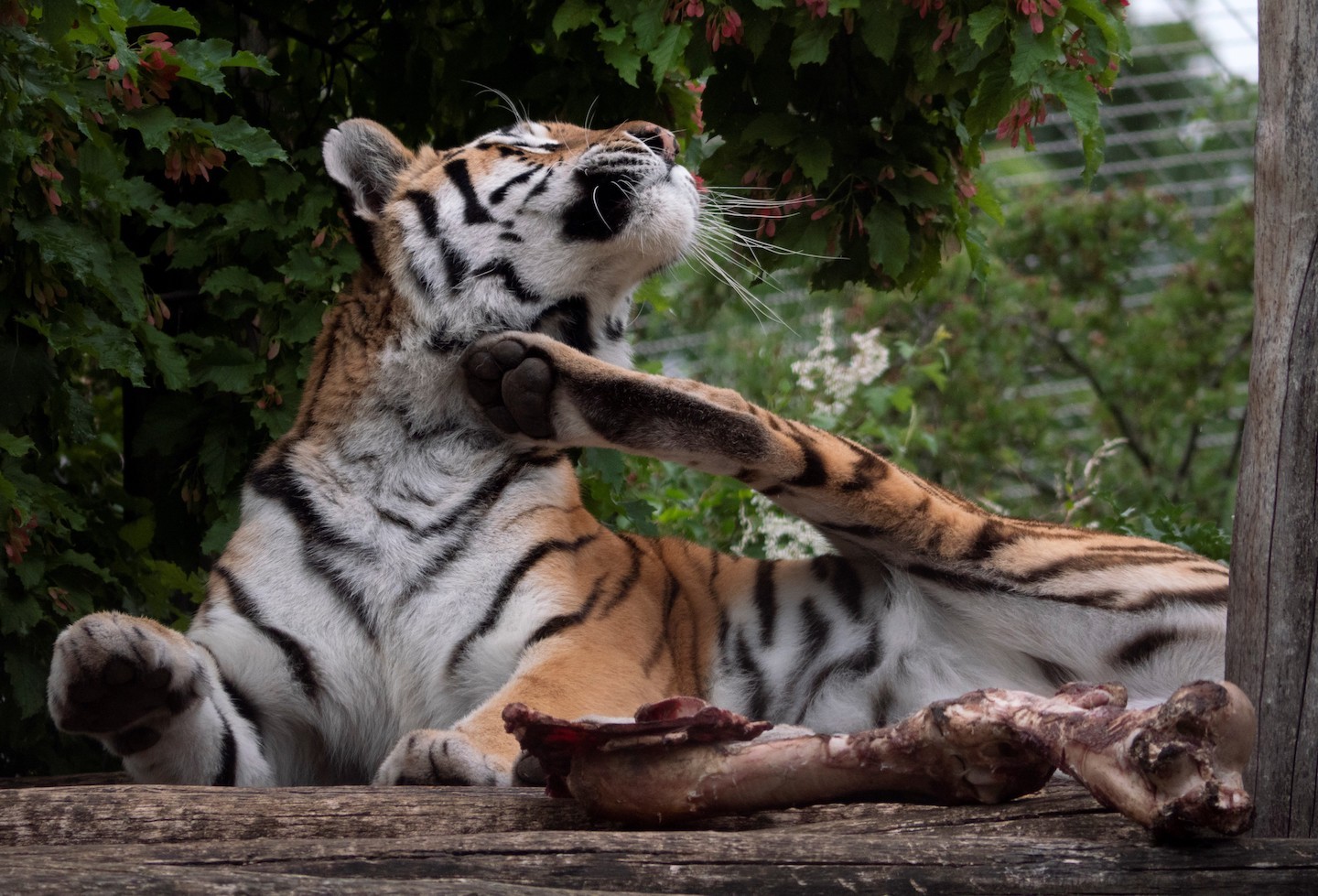 Indian Man Tries to Eat Tiger s Penis and Testicles to Increase Libido