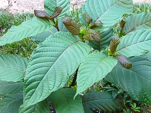 Planta de kratom