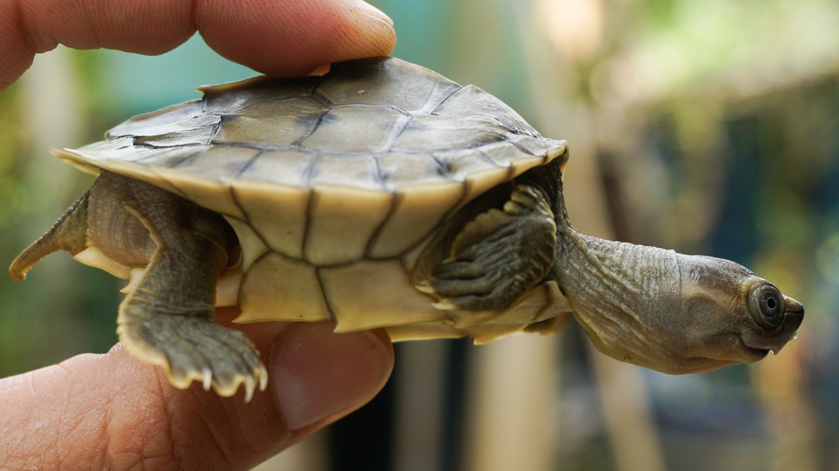 ‘Smiling’ Turtles Saved from Extinction in Myanmar