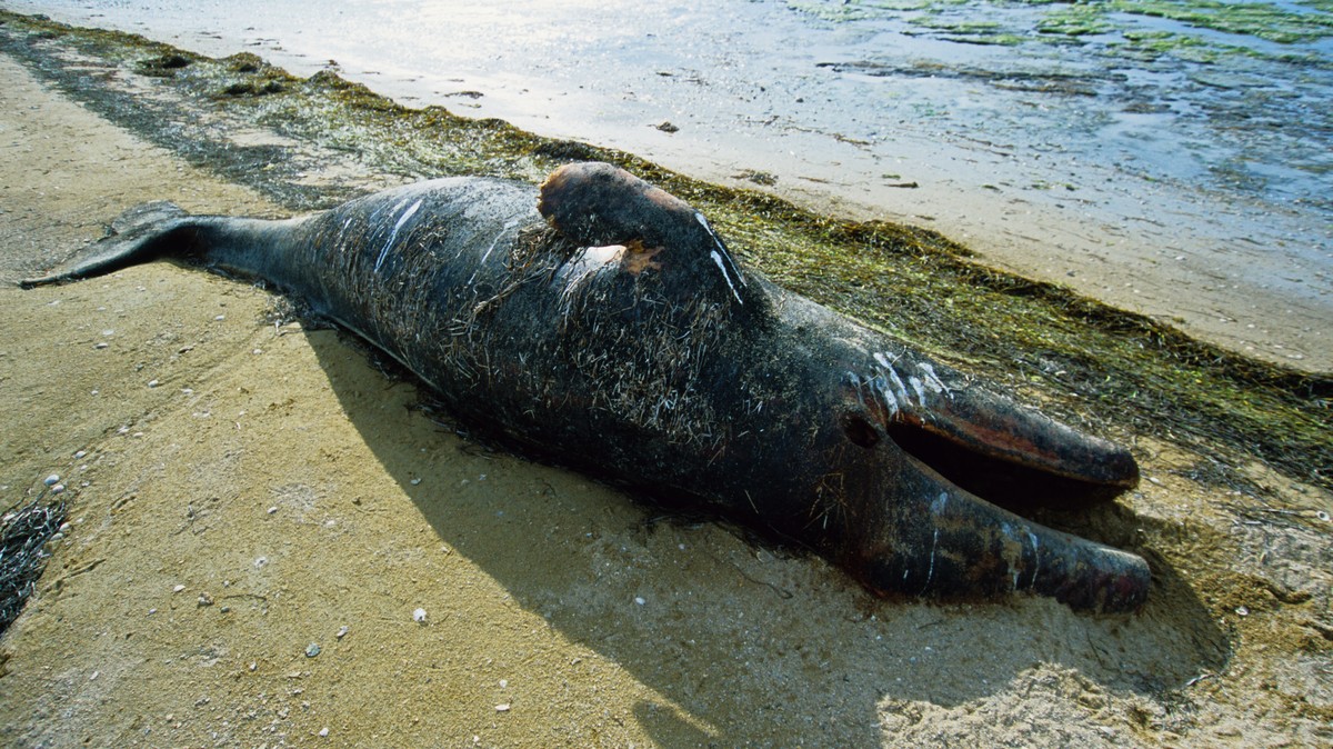 Heres What Really Happens When Whales Get Beached