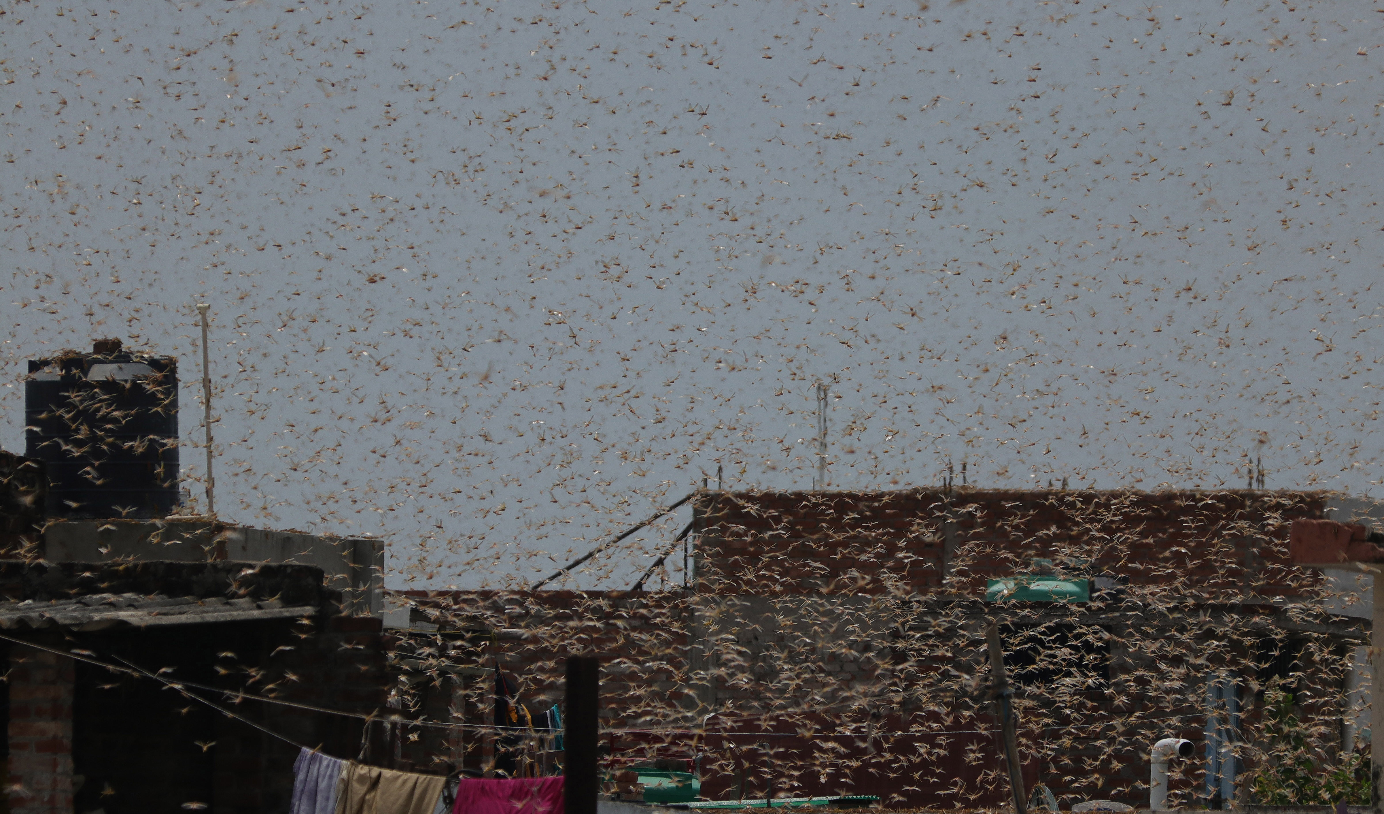 Expect Plagues of Locusts as Climate Change Gets Worse, Say Scientists