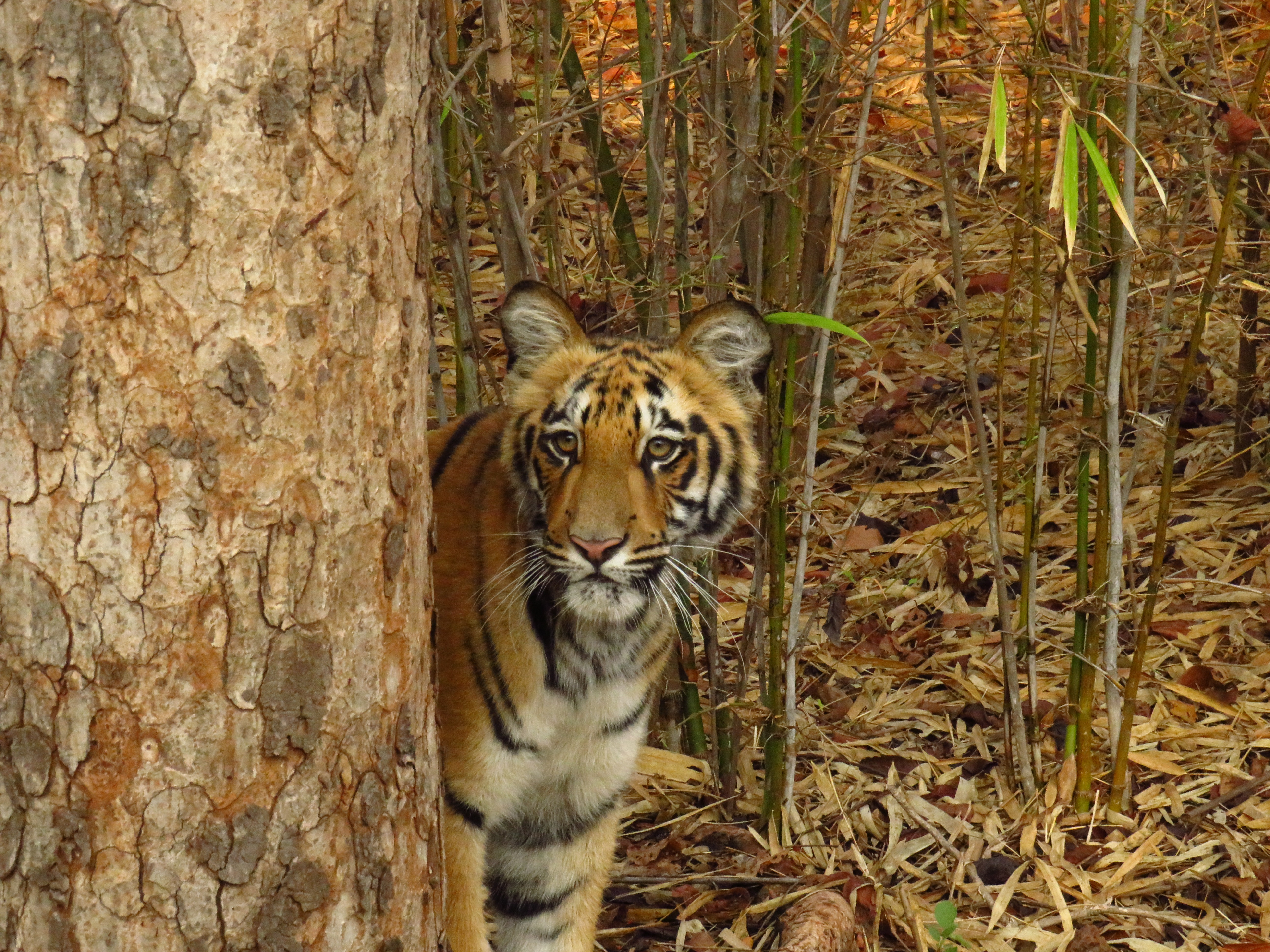 Indian Man Tries to Eat Tiger s Penis and Testicles to Increase Libido