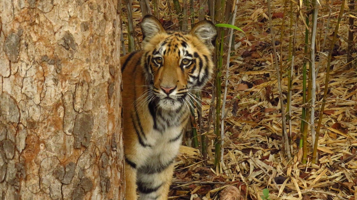 Indian Man Tries To Eat Tigers Penis And Testicles To Increase Libido 