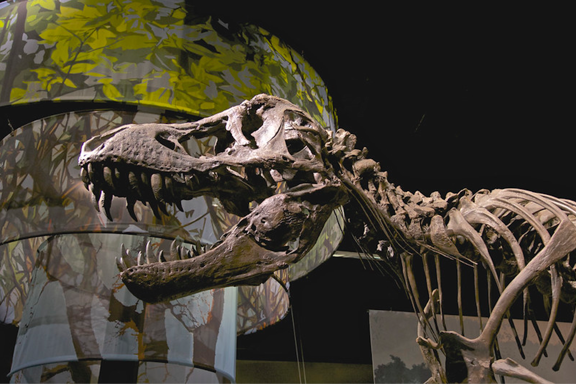 A T. Rex Sold for $31.8 Million, and Paleontologists Are Worried, Science