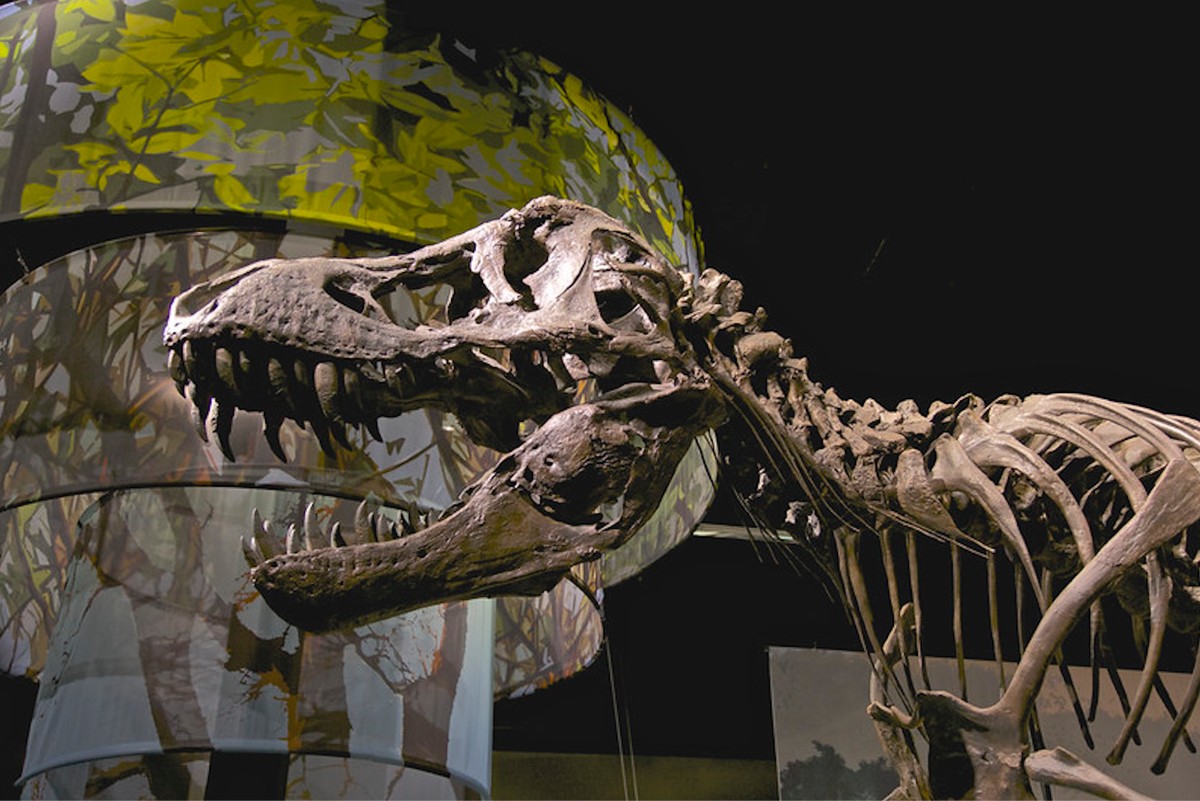 titus t rex skeleton