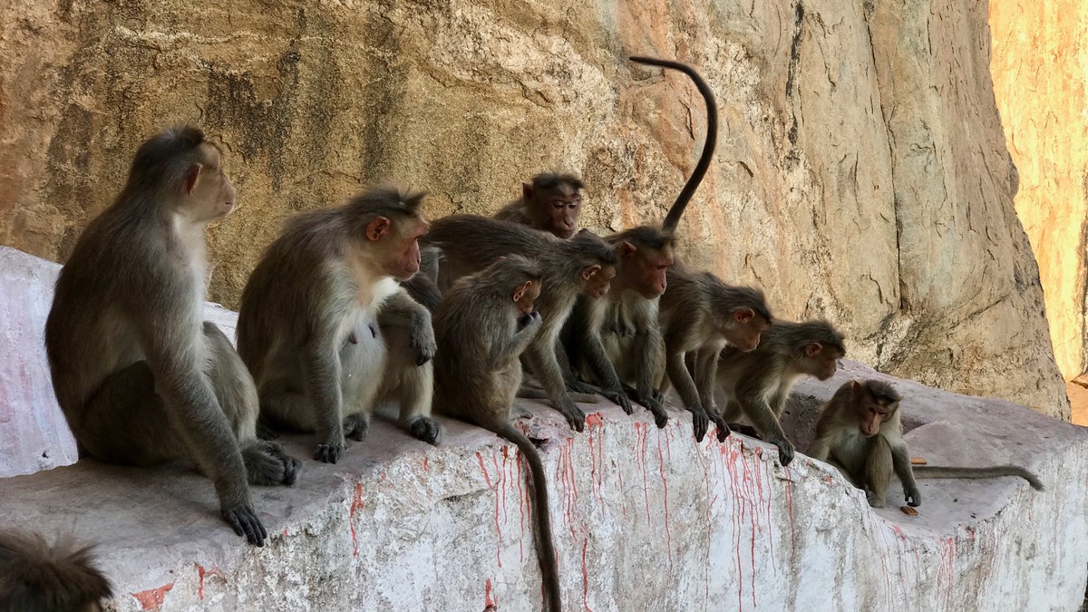 India Fights Among Monkeys Kill Seven People