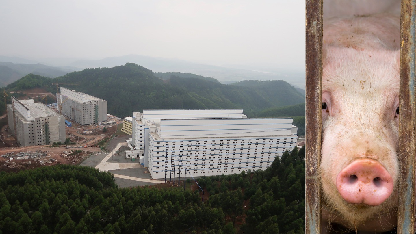 China Is Building a City of Pig Apartments to Protect Their Herds from  Swine Flu