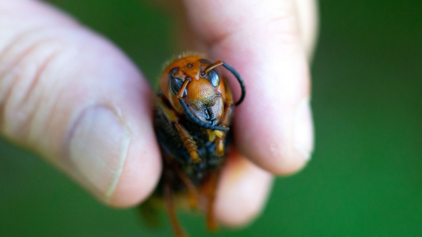 First Known 'Murder Hornet' Nest In The U.S. Found, To Be Eradicated