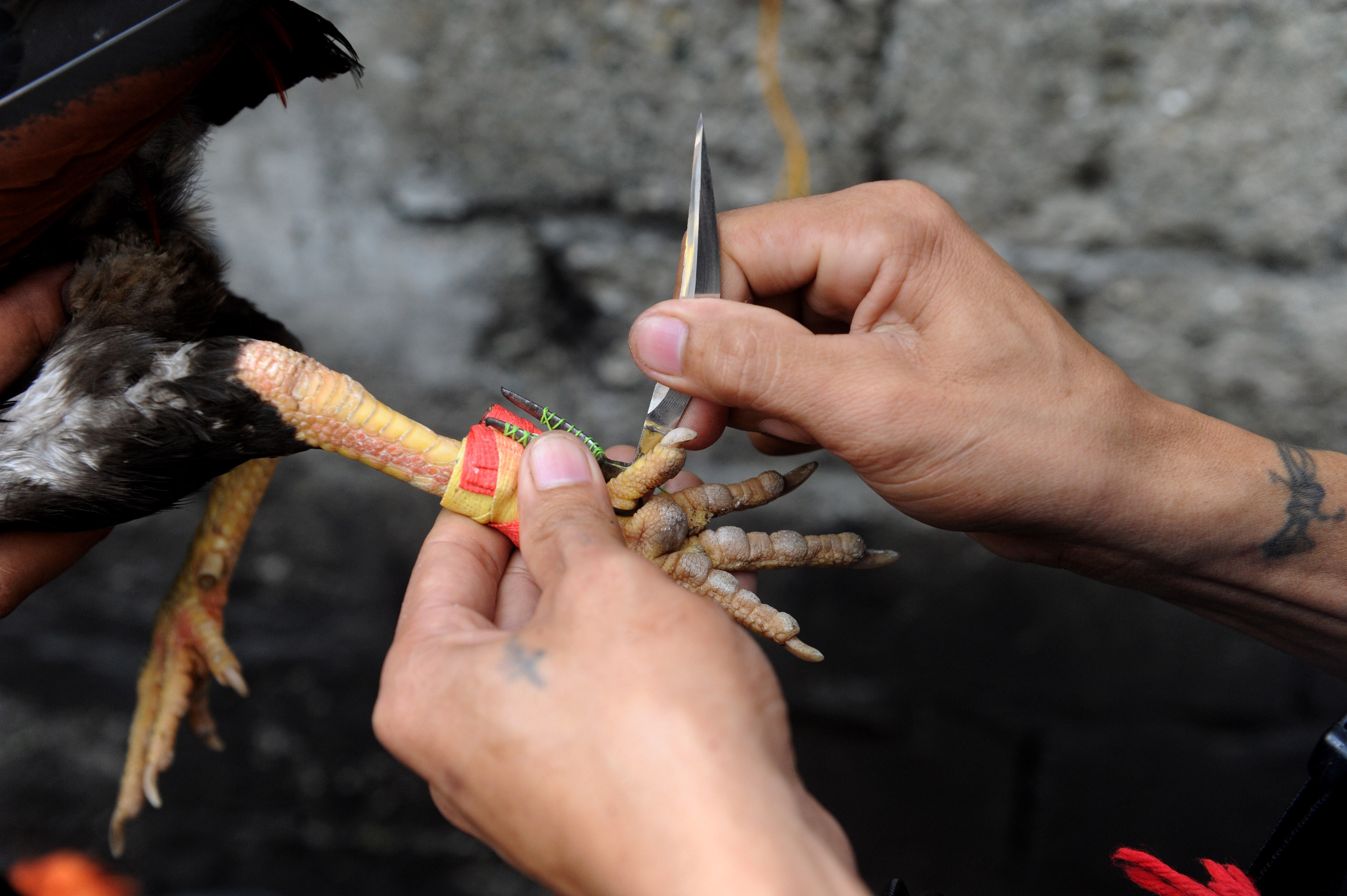 An Indian Man Is Killed by His Own Rooster in Cockfight