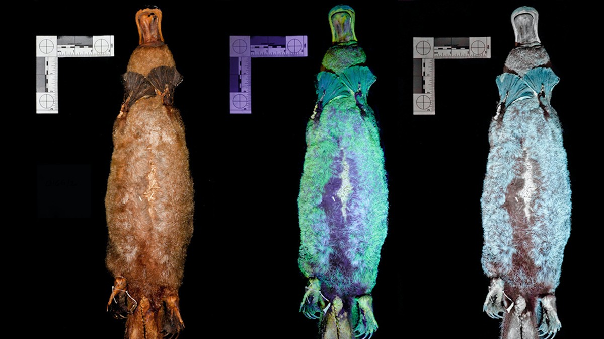 Scientists Just Discovered That Platypus Fur Glows Green Under UV Light