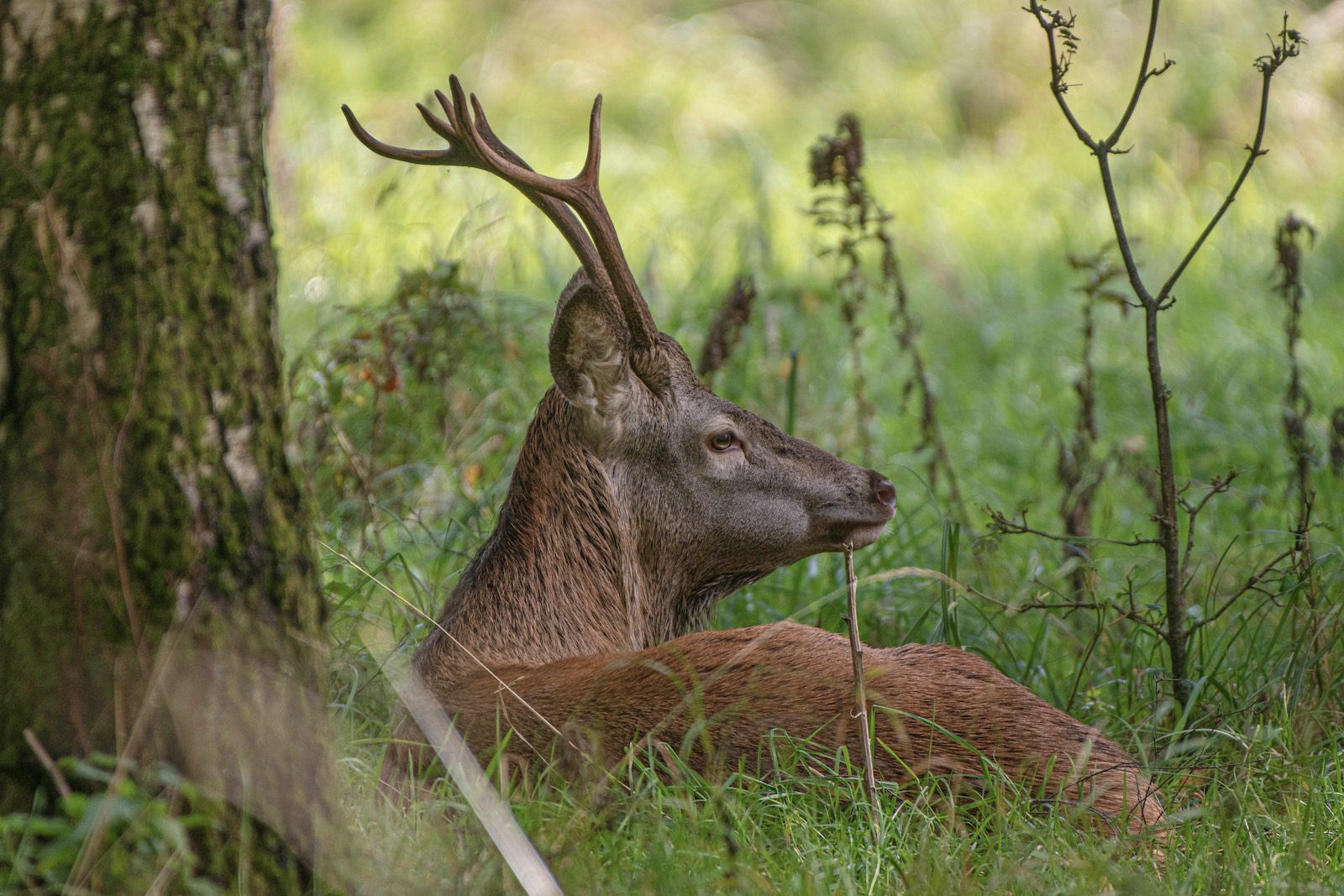 antler ryanair