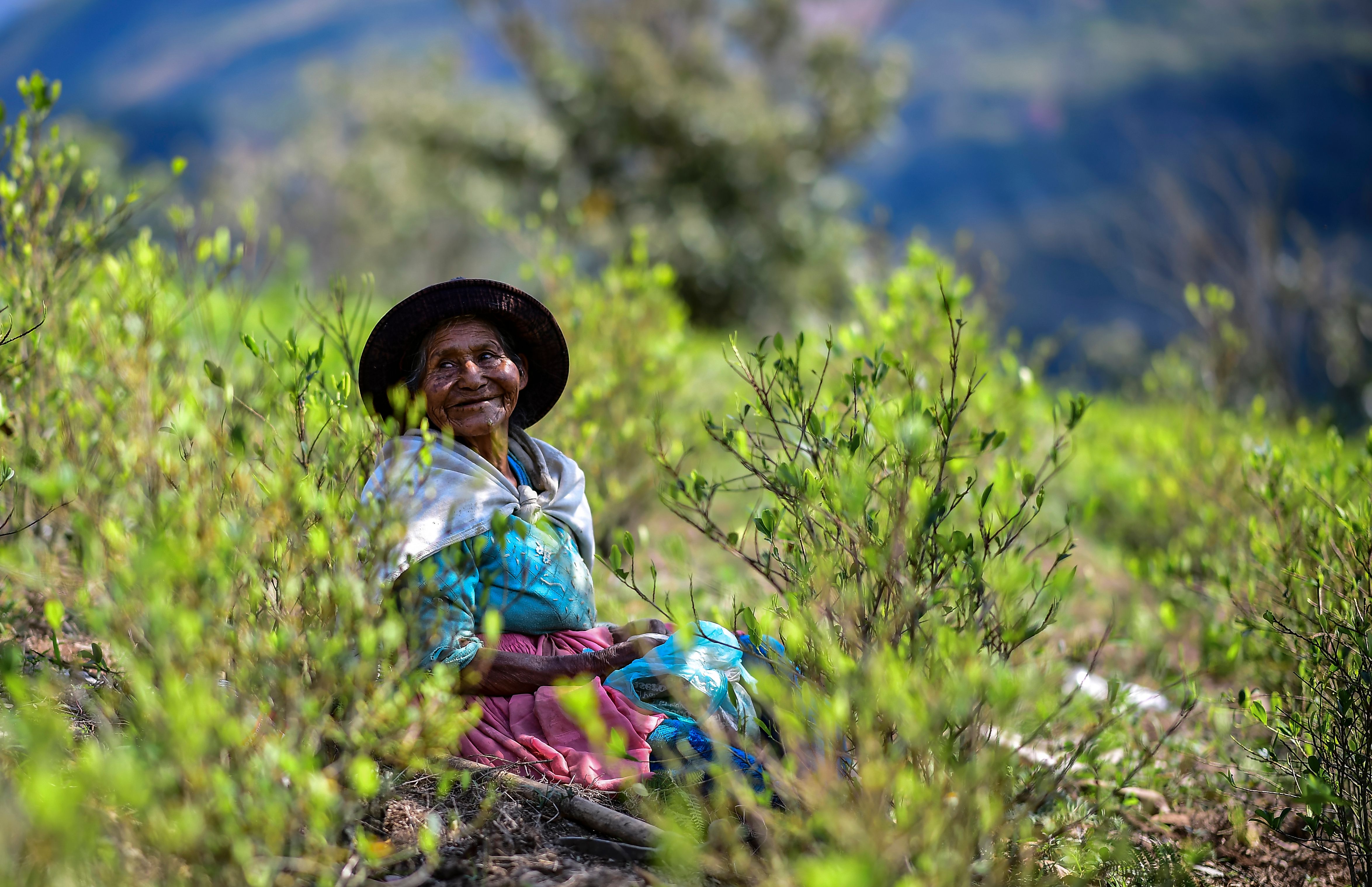 plants de coca en Bolivie