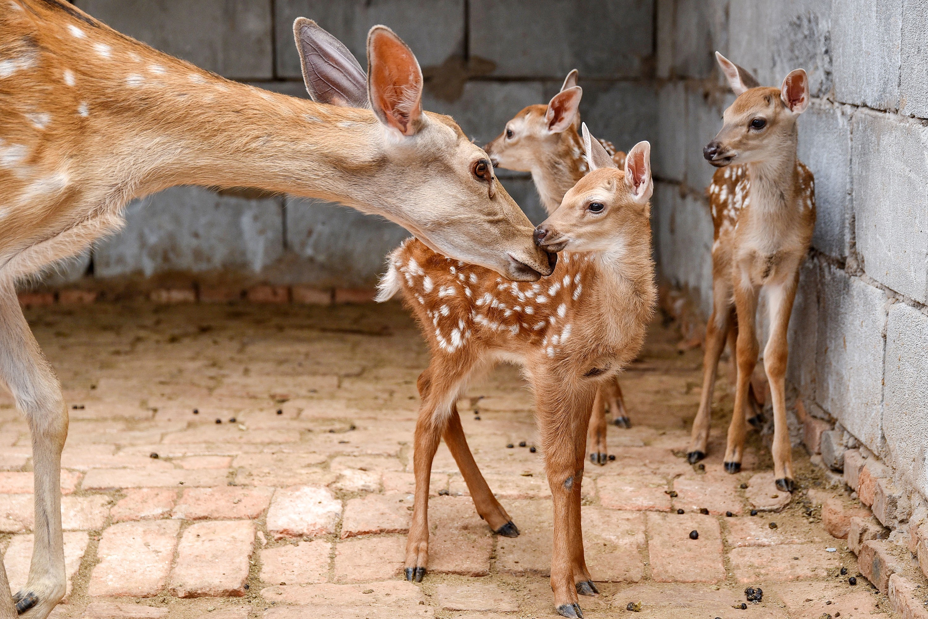 Zombie Deer Virus Posts Spread On Myanmar Social Media They Aren T True Obviously