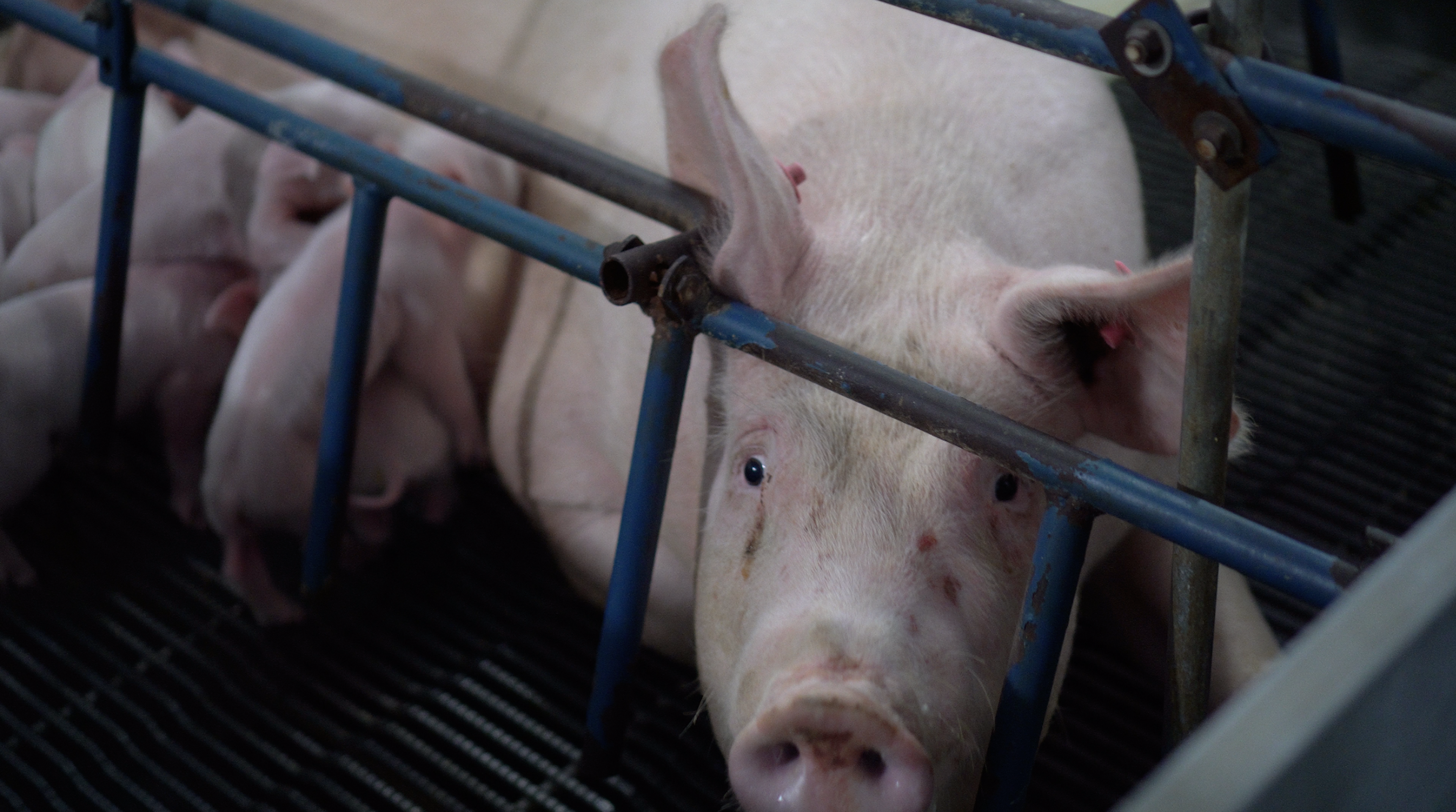 , The Next Pandemic Could Come From an American Factory Farm, Saubio Making Wealth
