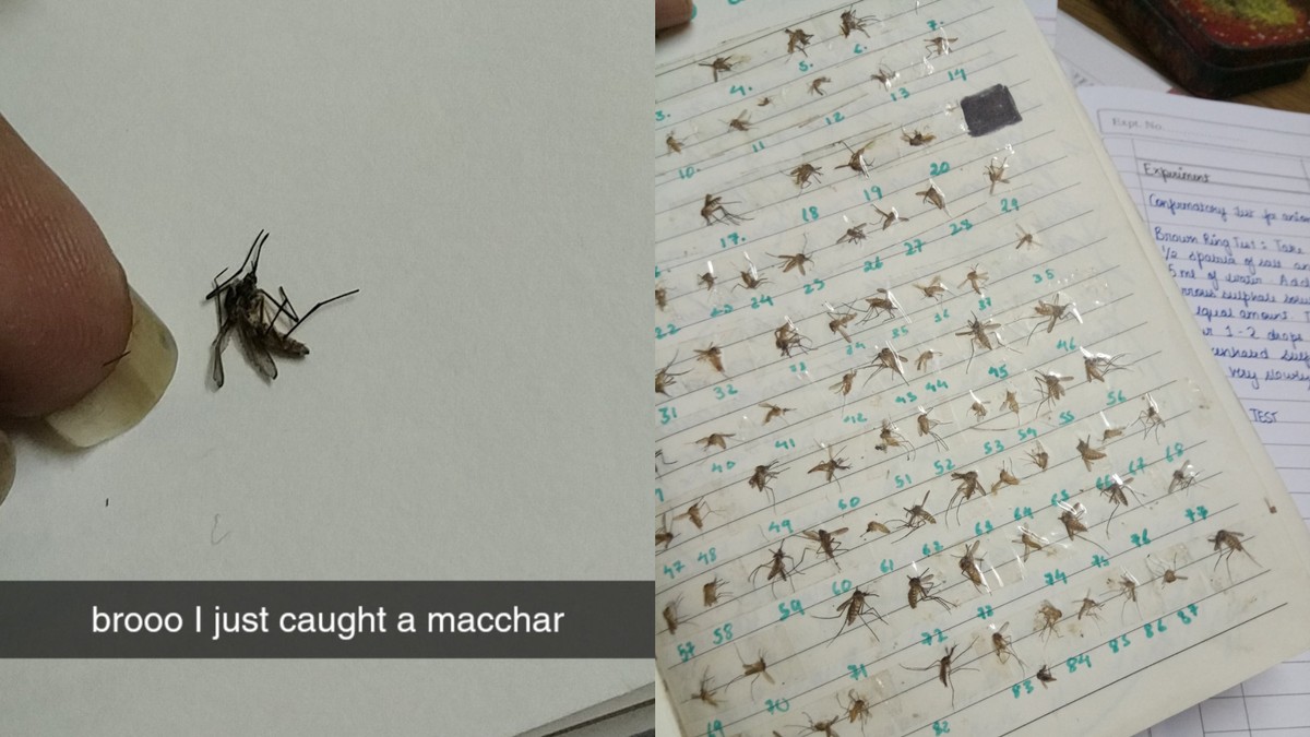 We Asked A Girl Who Collects Every Mosquito She's Killed: Why?