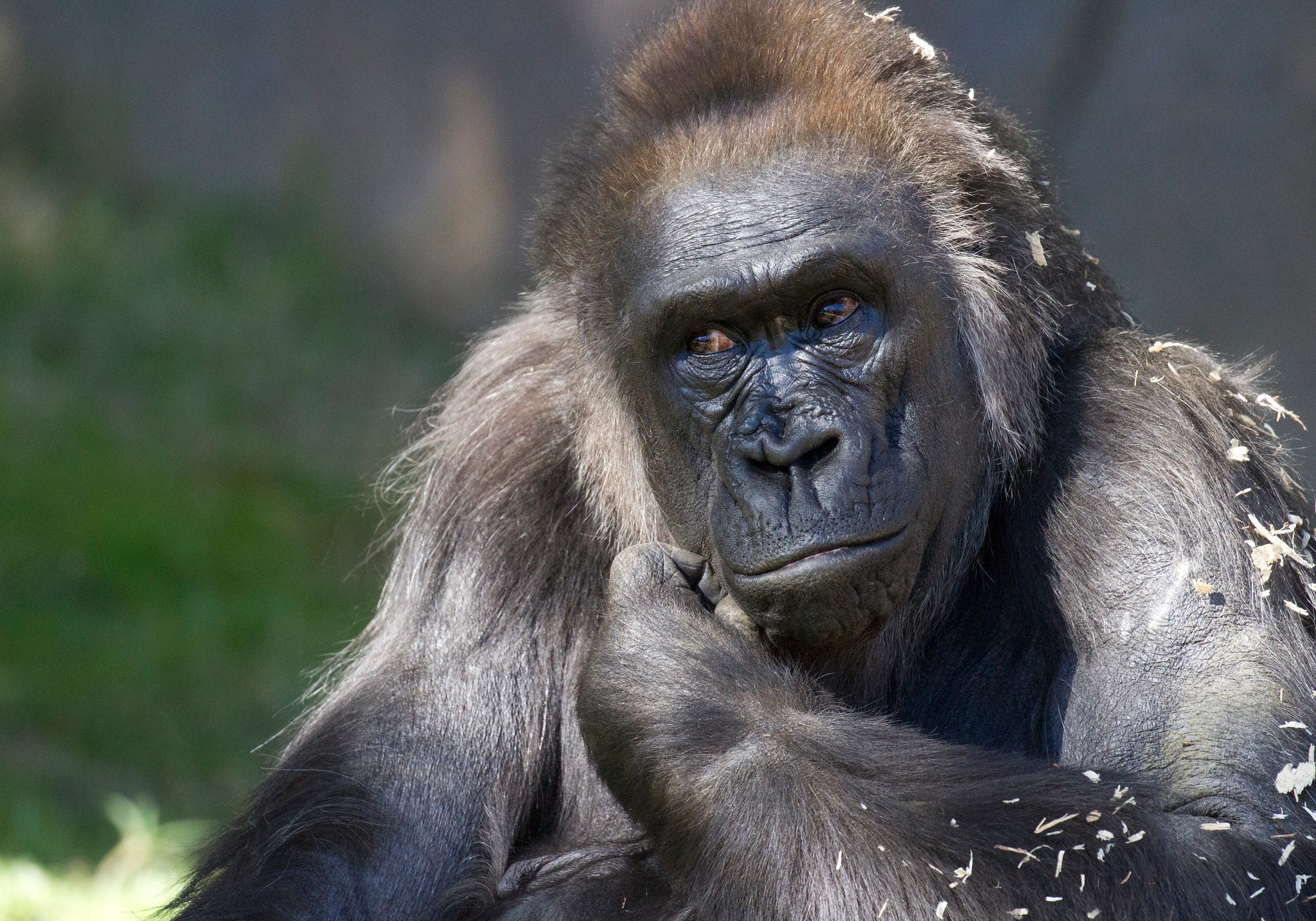 Los gorilas de este zoológico contrajeron coronavirus estando en cautiverio