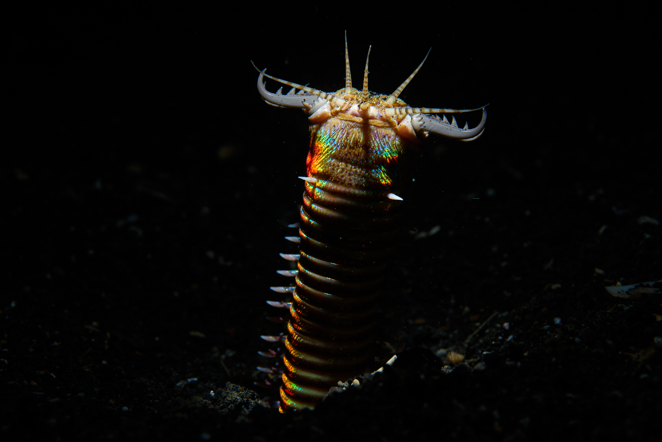 Scientists Find 20 Million-Year-Old Giant Predatory Nightmare Worm