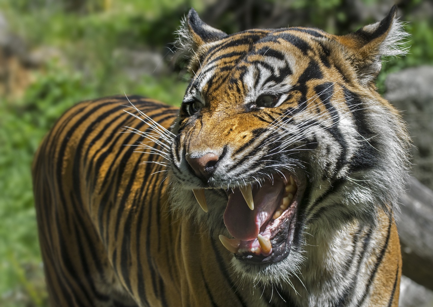 Critically Endangered Tiger Shot Dead After Escaping Zoo And Killing ...