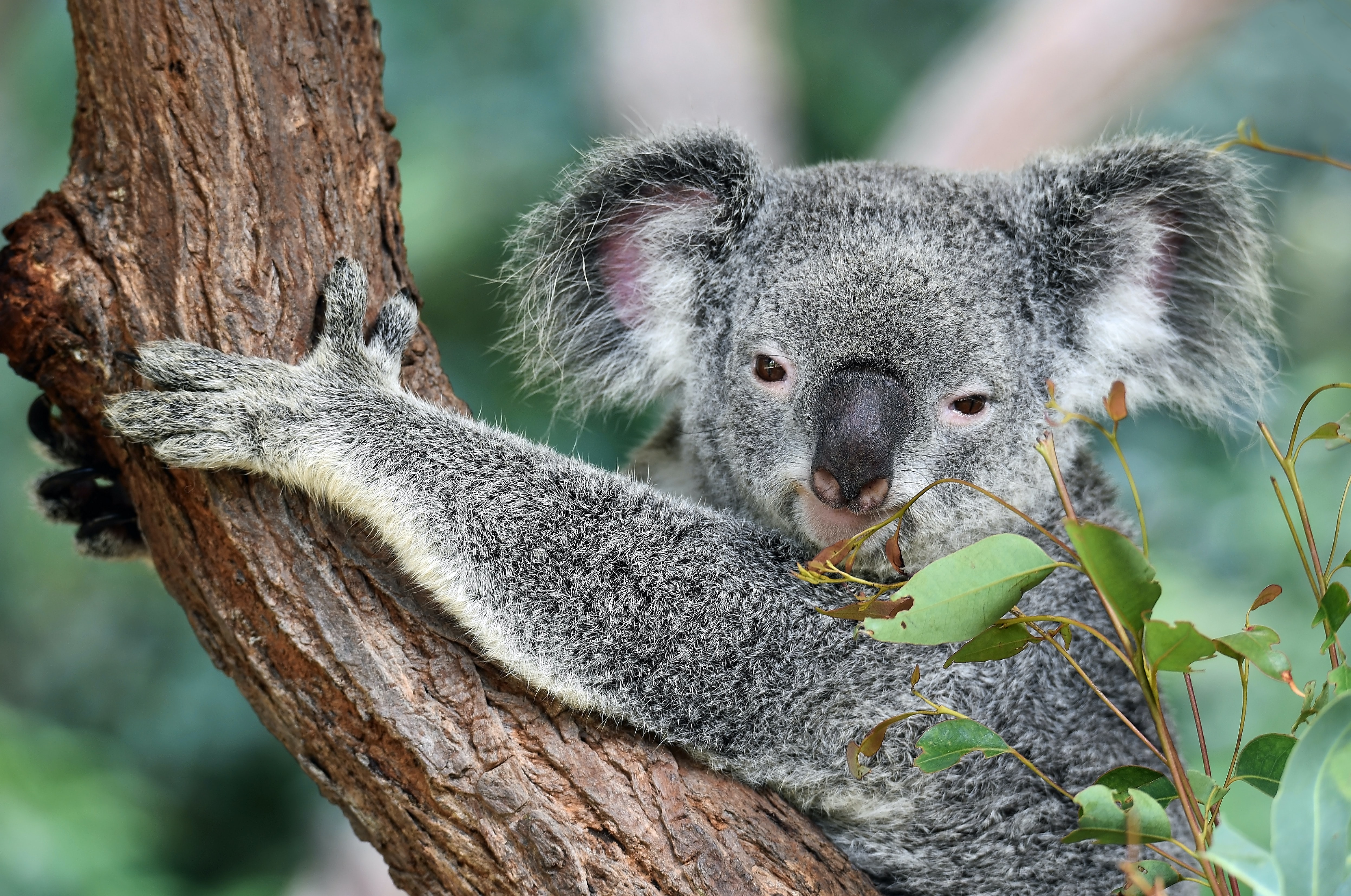 Weak Environmental Policies Are Killing Koalas in Australia