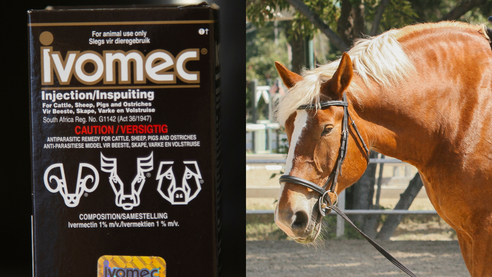 Can Ivermectin Be Used to Treat COVID? No.