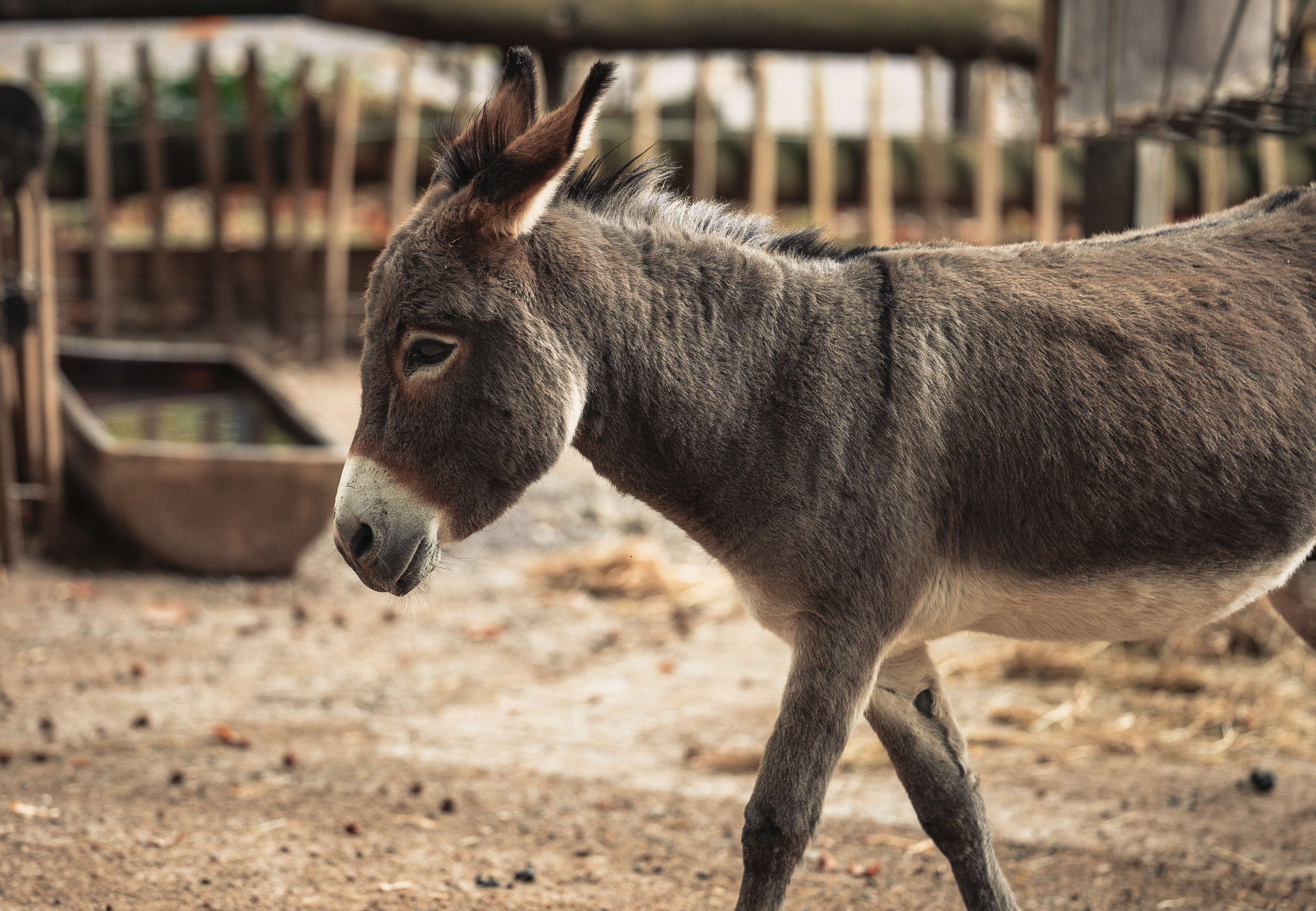 Donkey Meat is Used as Viagra in Andhra Pradesh