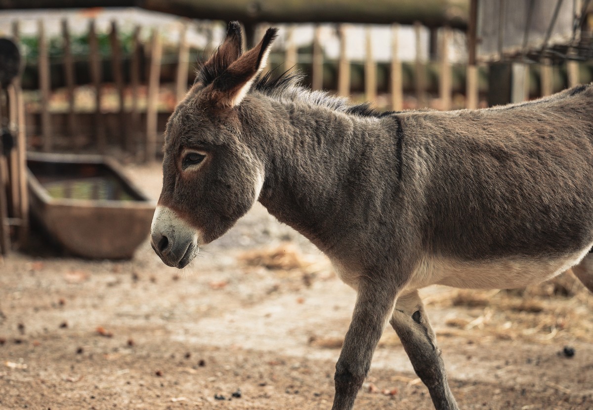 Donkey Meat is Used as Viagra in Andhra Pradesh