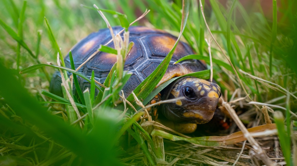 Catholics' Fervor for Turtle Flesh During Lent Threatens Endangered ...