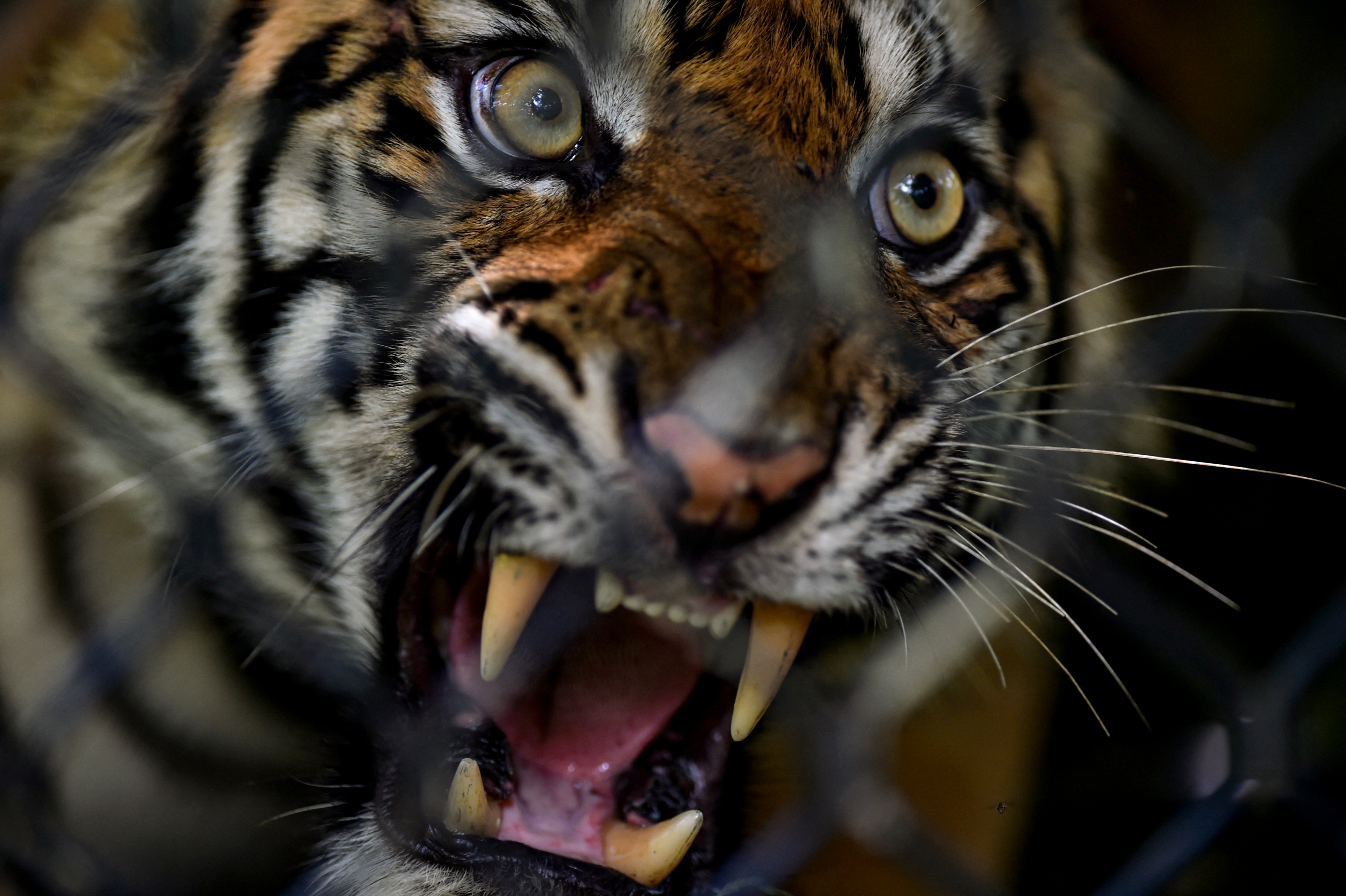 Seven tigers given new life after rescue from illegal wildlife trade in  Vietnam