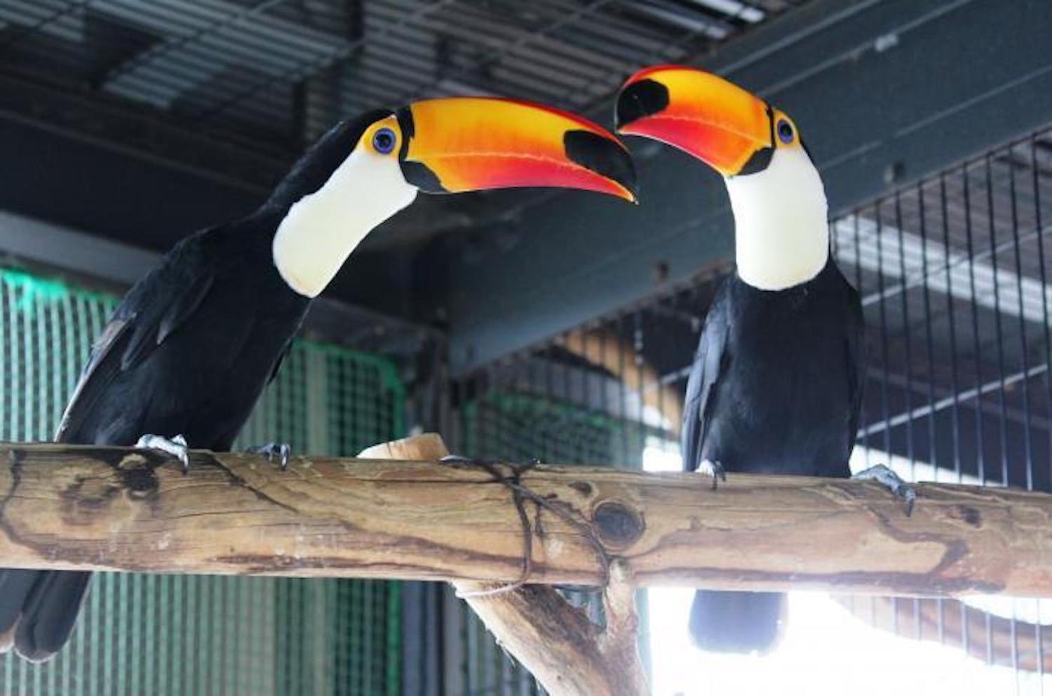 Japanese Zoo Finds Out Why Its Toucans Keep Flirting But Won T Get It On
