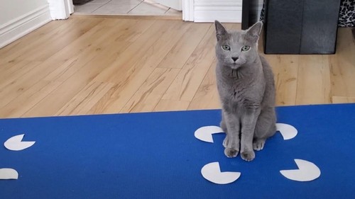 Mysterious Behavior of Cats Sitting on Squares Trappers Report